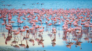 Flamingo at Lake Nakuru