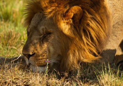 Kenya safari itinerary
