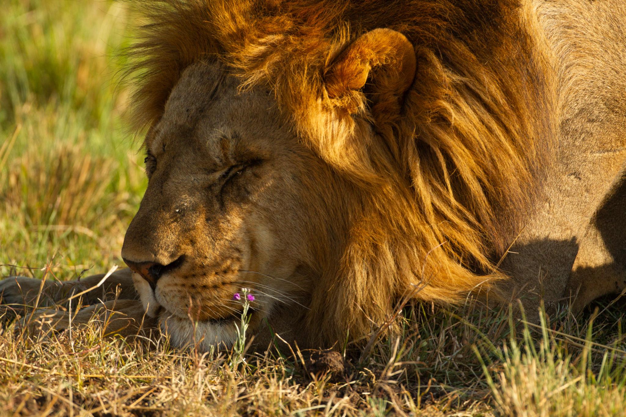 Kenya safari itinerary