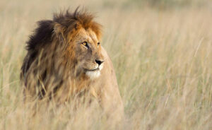 Lion at Maasai Mara