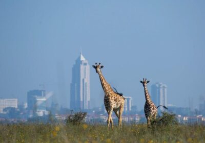 Nairobi Day Trips and Excursions