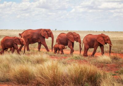 Tsavo National Park safari