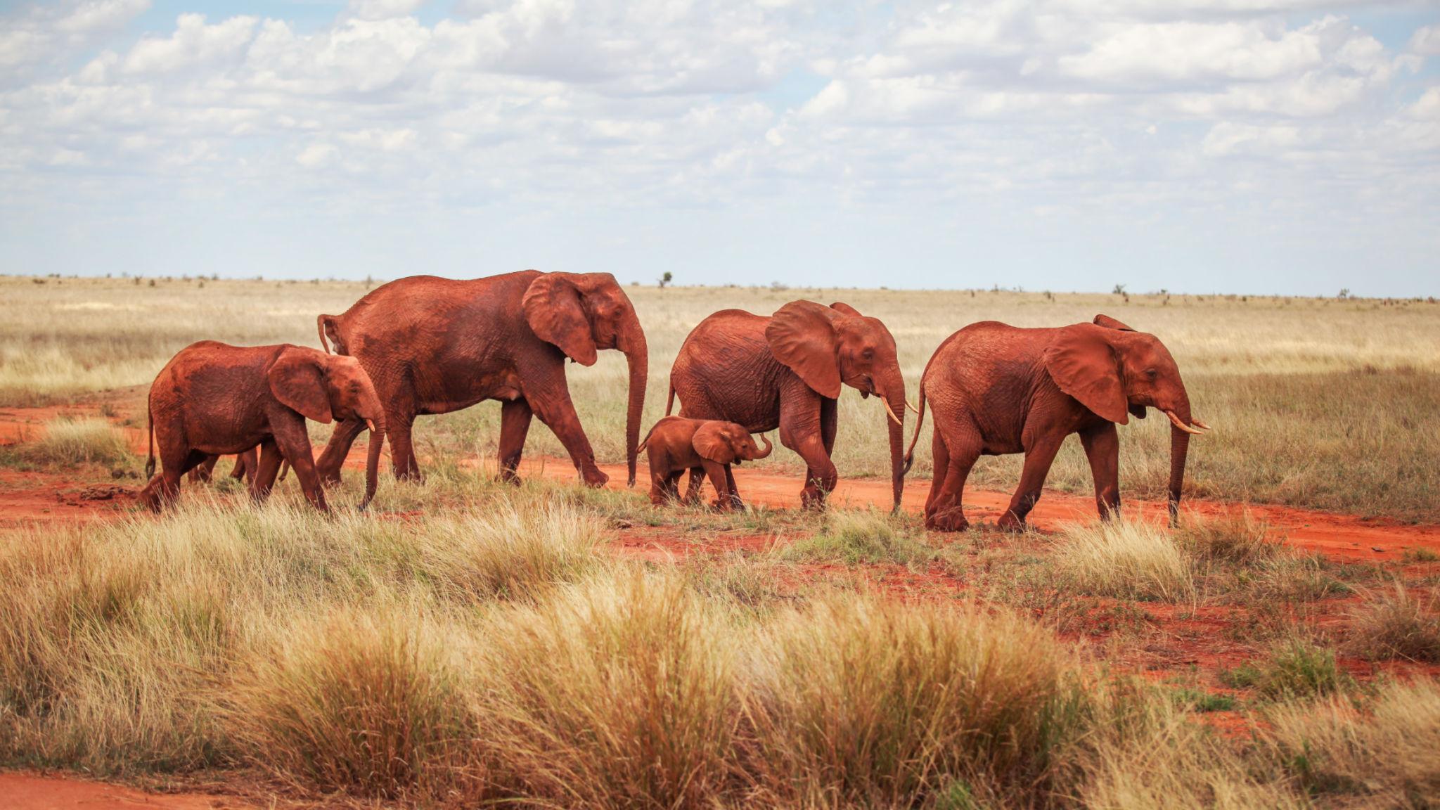 Tsavo National Park safari