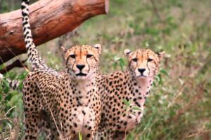 Cheetahs at Maasai Mara