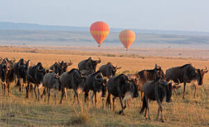 Maasai Mara balloon safaris