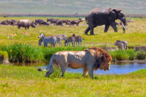 Africa Kenya and Tanzania safaris
