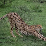 Lions Leopards and Cheetahs