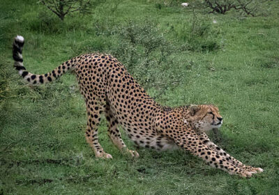 Lions Leopards and Cheetahs