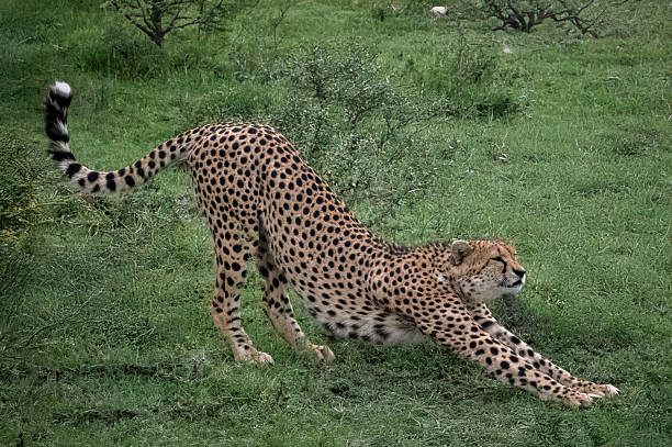 Lions Leopards and Cheetahs