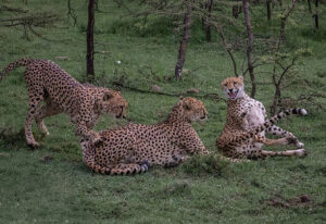 Cheetahs at Maasai mara