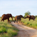 Tsavo National Park safari
