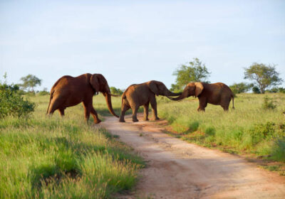 Tsavo National Park safari