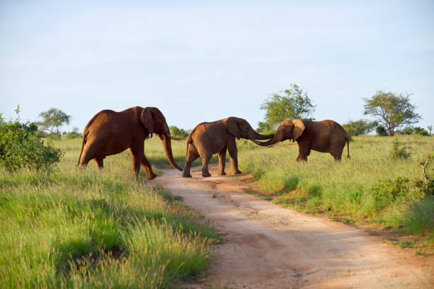 Tsavo National Park safari