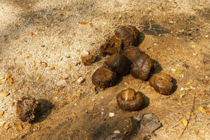 Elephant Dung