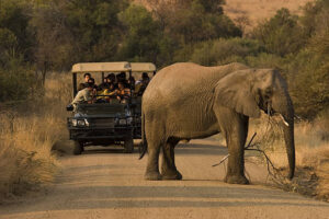 Africa Kenya and Tanzania safari tours Game drive at Amboseli