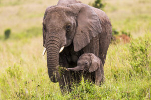 Elephant at Tsavo West