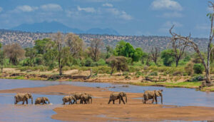 Africa Kenya and Tanzania safari tours Elephants at ewaso nyiro river