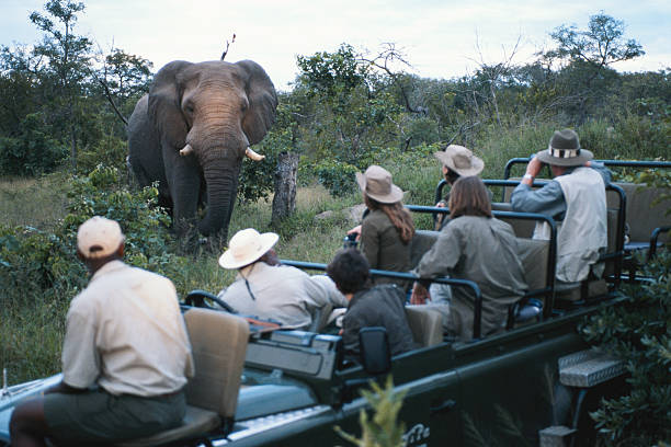 Kenya Safari Adventure