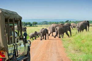 Safari at Tsavo East