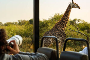 Game drives at masai mara