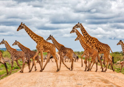 East African Safari