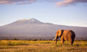 Elephant at Amboseli with Kilimanjaro at the back