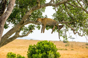 Africa Kenya and Tanzania safari tours Leopard
