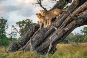 Africa Kenya and Tanzania safari tours lions at Lake Manyara