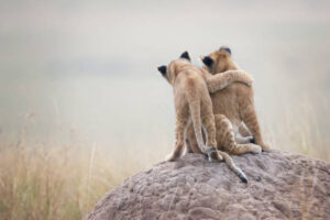 Africa Kenya and Tanzania safari tours Lion cabs at Masai mara