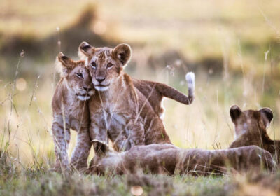 Africa Trip Ideas for Kenya