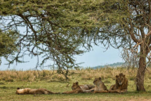 Africa Kenya and Tanzania safari tours Lions at Masai Maea