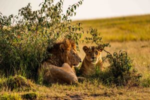 Lions at Tsavo East