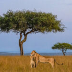 Astute Africa Safaris
