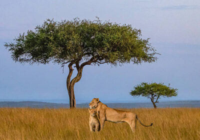 Astute Africa Safaris