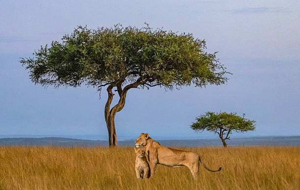 Astute Africa Safaris