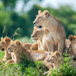 Combining Kenya Wildlife Safaris and Coastal Serenity