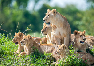Combining Kenya Wildlife Safaris and Coastal Serenity