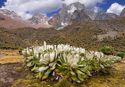 7-day Kenya safari tour itinerary