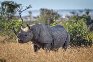 Black rhino