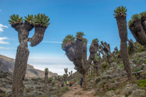 Kilimanjaro and Mount Kenya