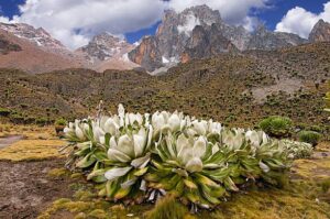 Kilimanjaro and Mount Kenya
