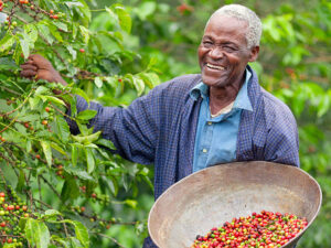 A man picking coffee
