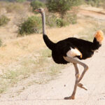 Safari Expeditions from the Kenyan Coast