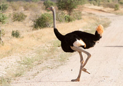 Safari Expeditions from the Kenyan Coast