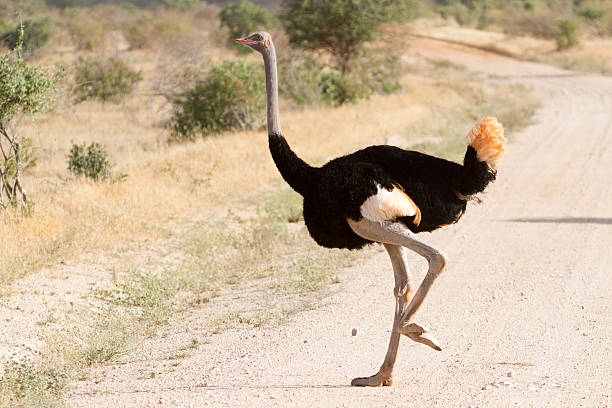 Safari Expeditions from the Kenyan Coast