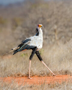 Secretary bird