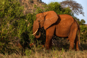 Elephant at Tsavo east