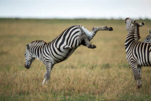 Africa Kenya and Tanzania safari tours Zebra