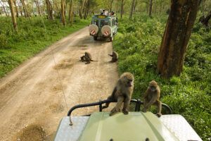 Baboon of safari jeep