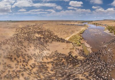 Great Wildebeest Migration Viewing Guide